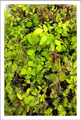 Austin Texas Living Forests